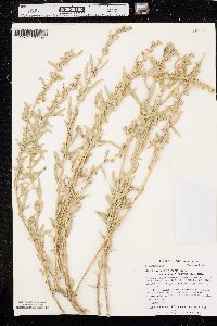 Atriplex canescens var. aptera image