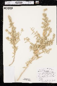 Atriplex canescens var. aptera image