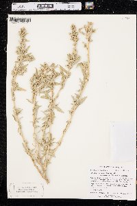Atriplex canescens var. aptera image