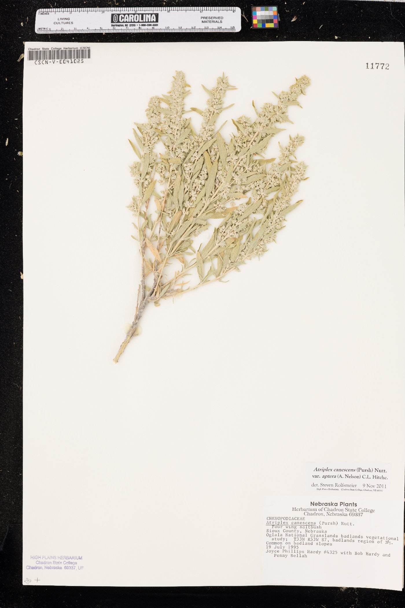 Atriplex canescens var. aptera image