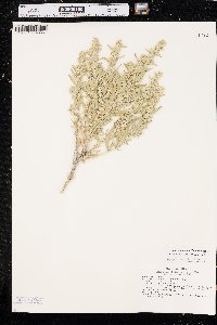 Atriplex canescens var. aptera image