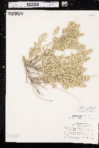 Atriplex canescens var. aptera image