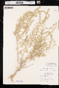 Atriplex canescens var. aptera image