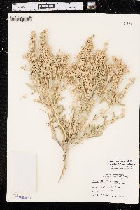 Atriplex canescens var. aptera image