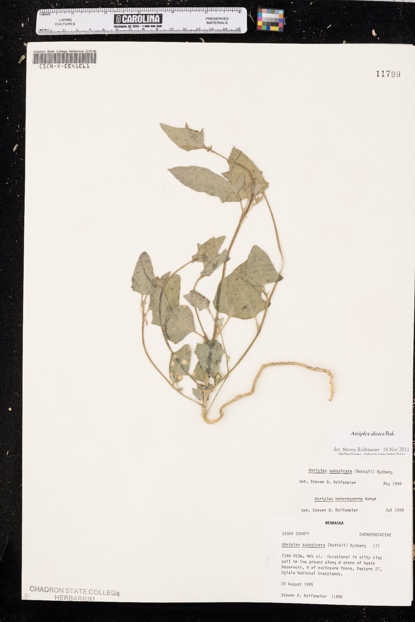 Atriplex dioica image