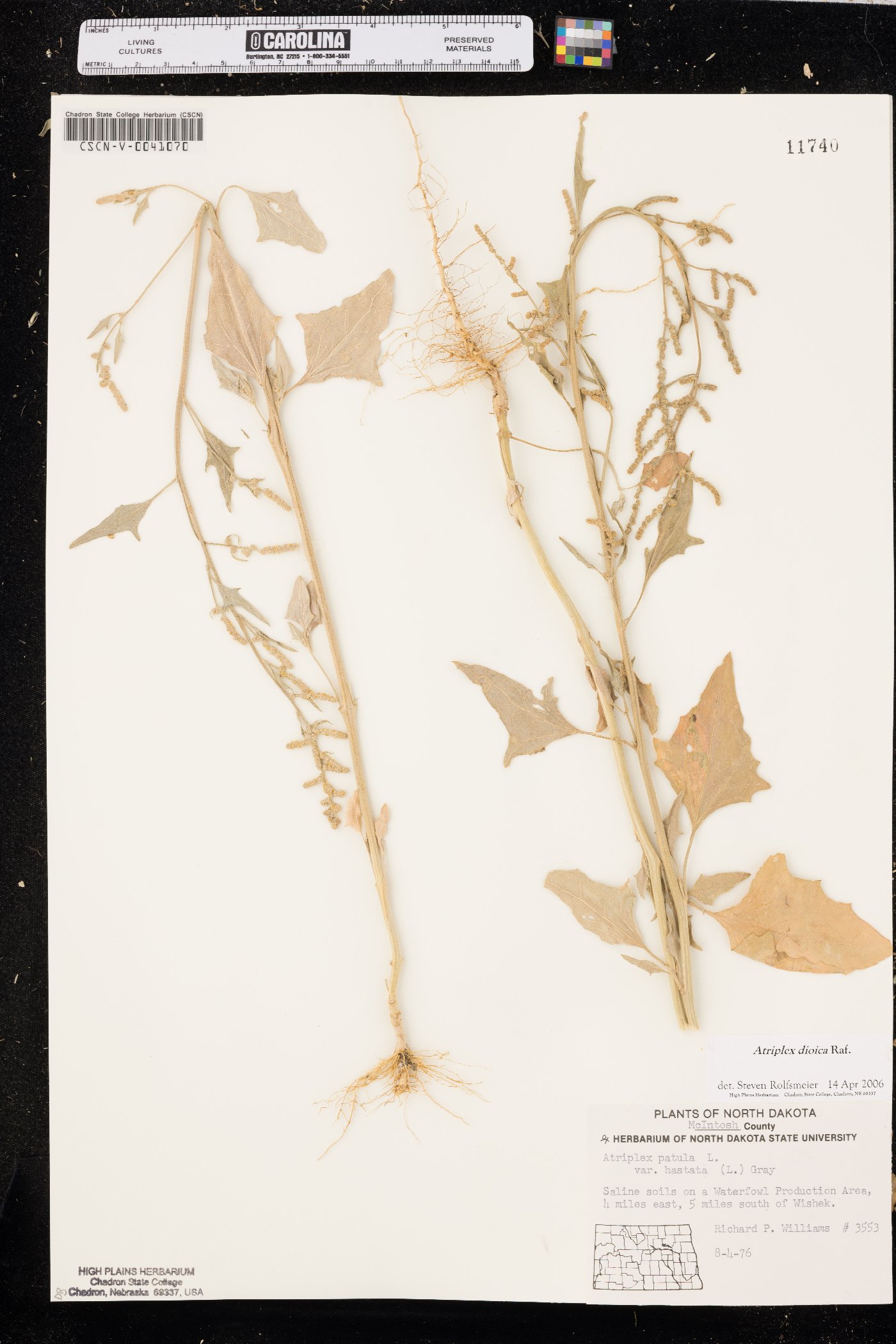 Atriplex dioica image