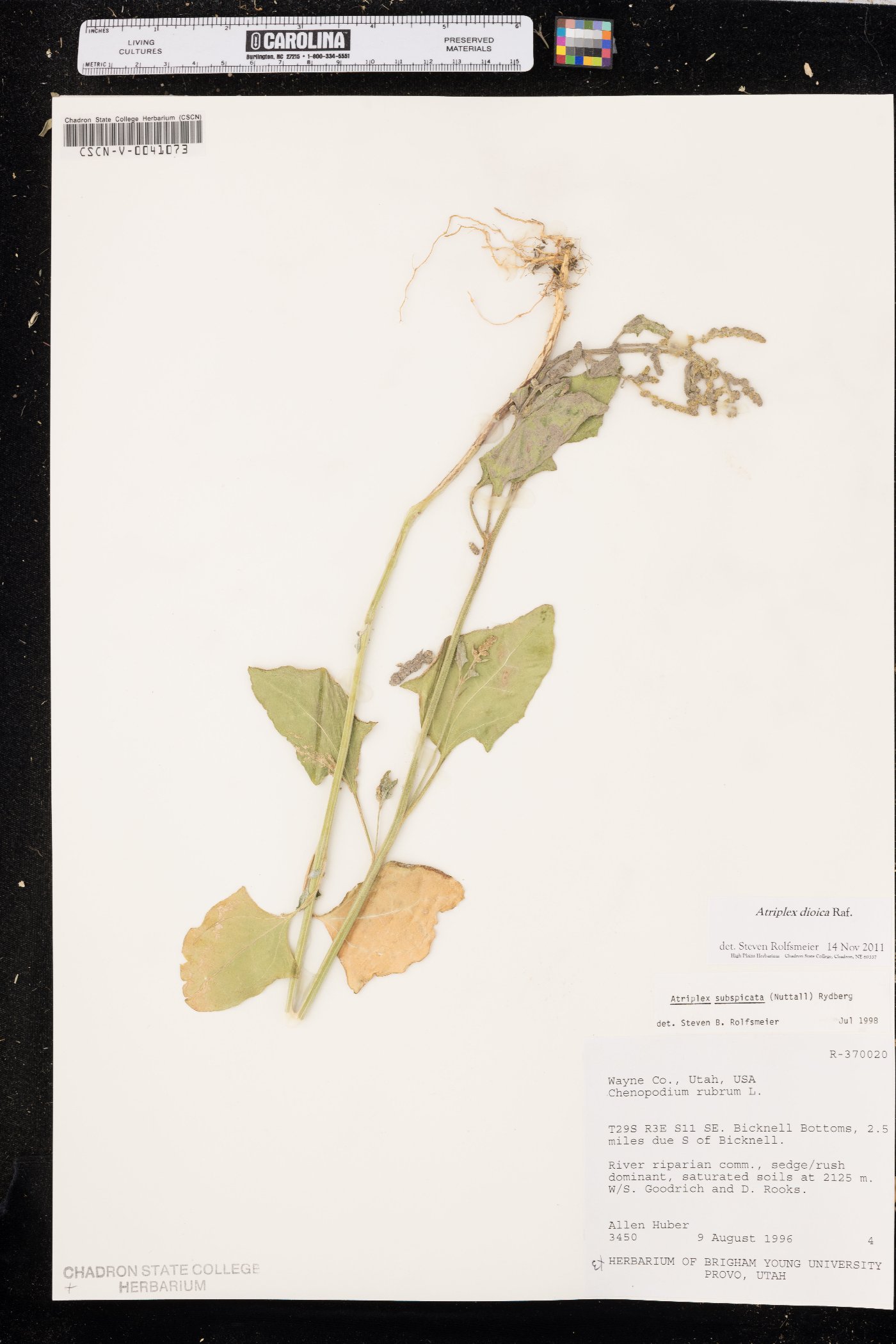 Atriplex dioica image