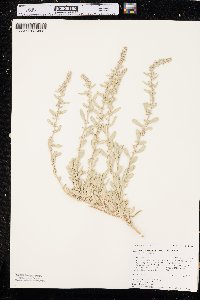 Atriplex gardneri image