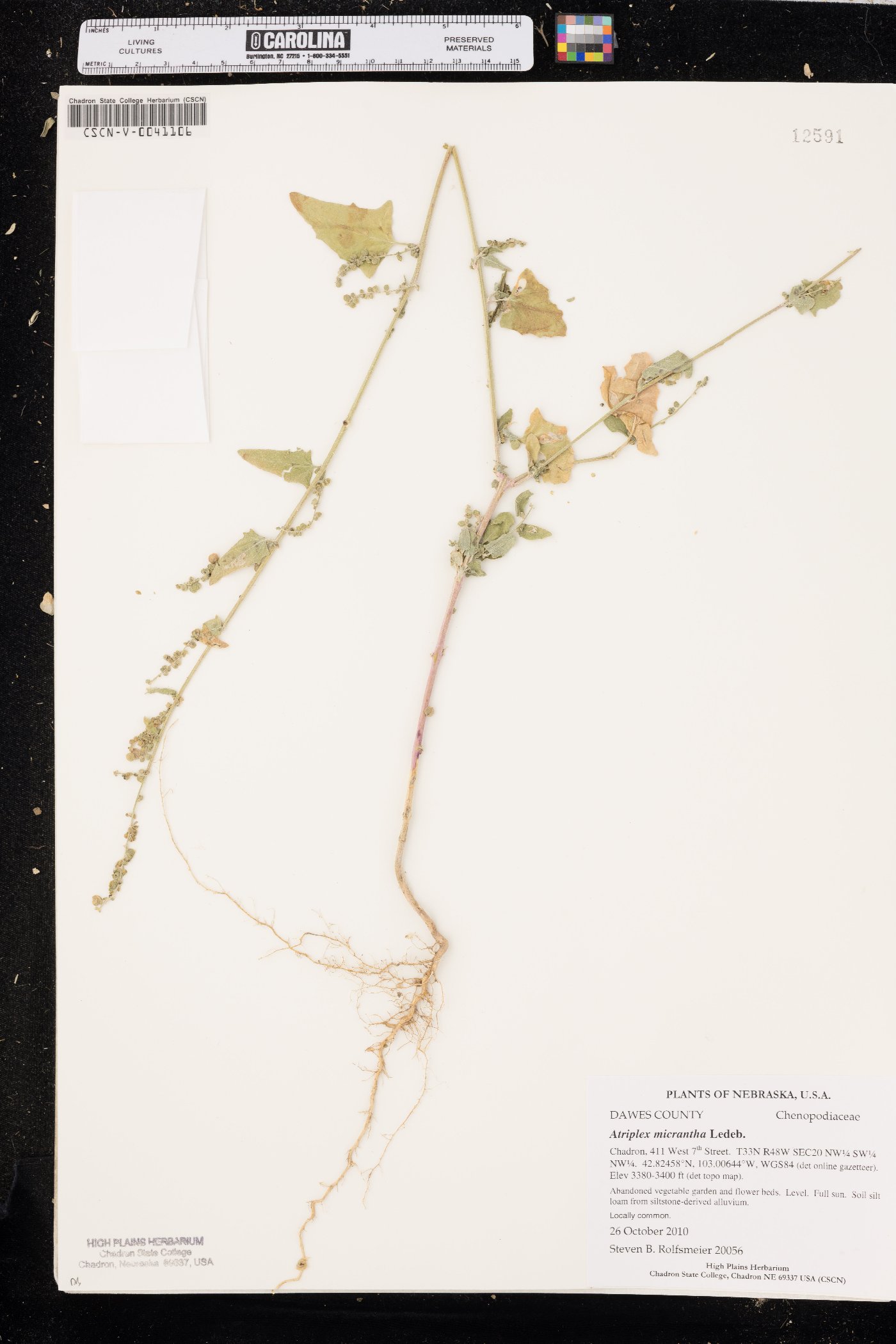 Atriplex heterosperma image
