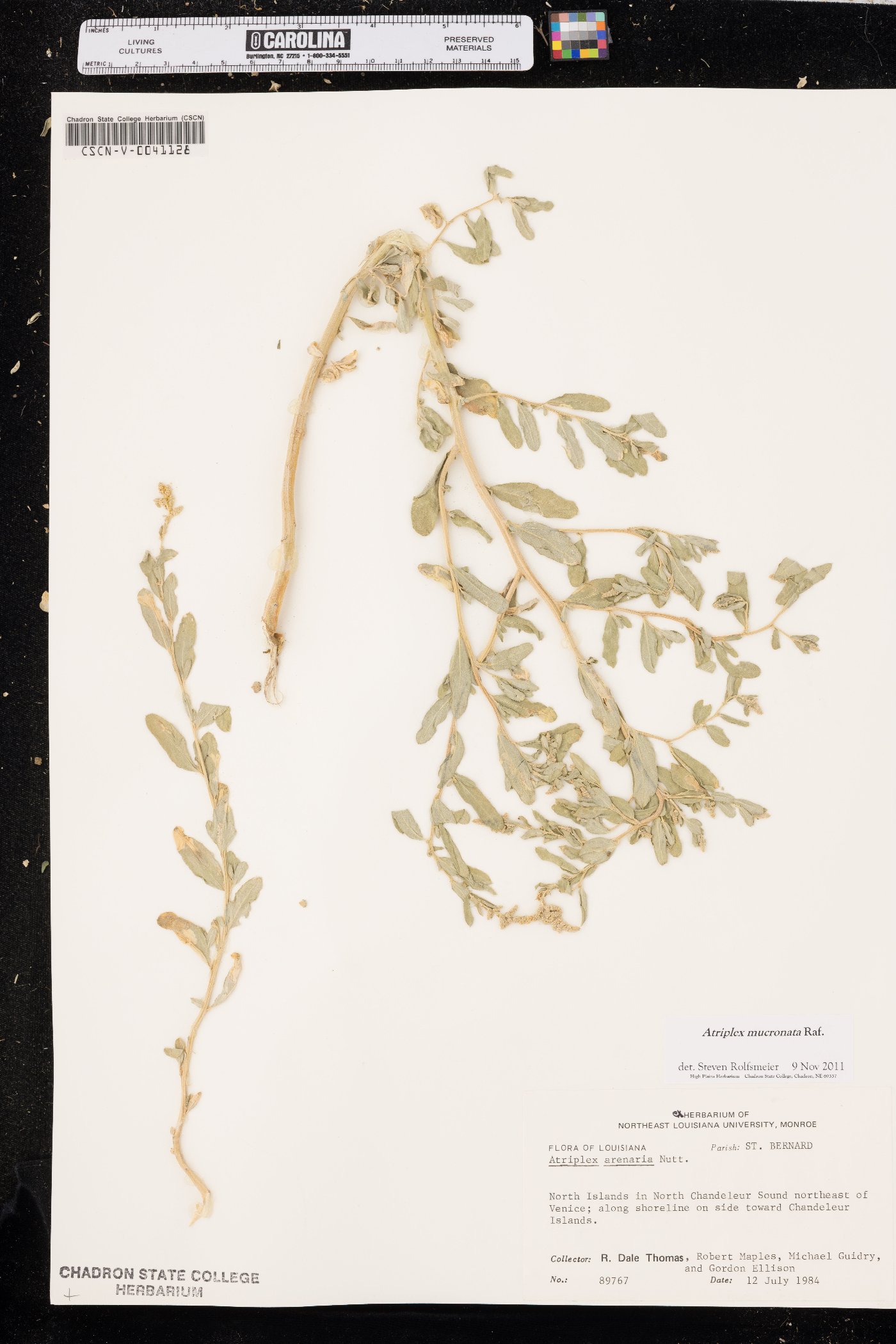 Atriplex mucronata image