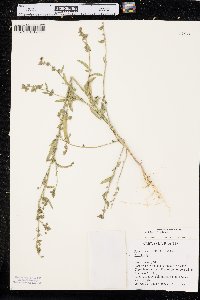 Atriplex oblongifolia image