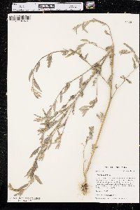 Atriplex oblongifolia image