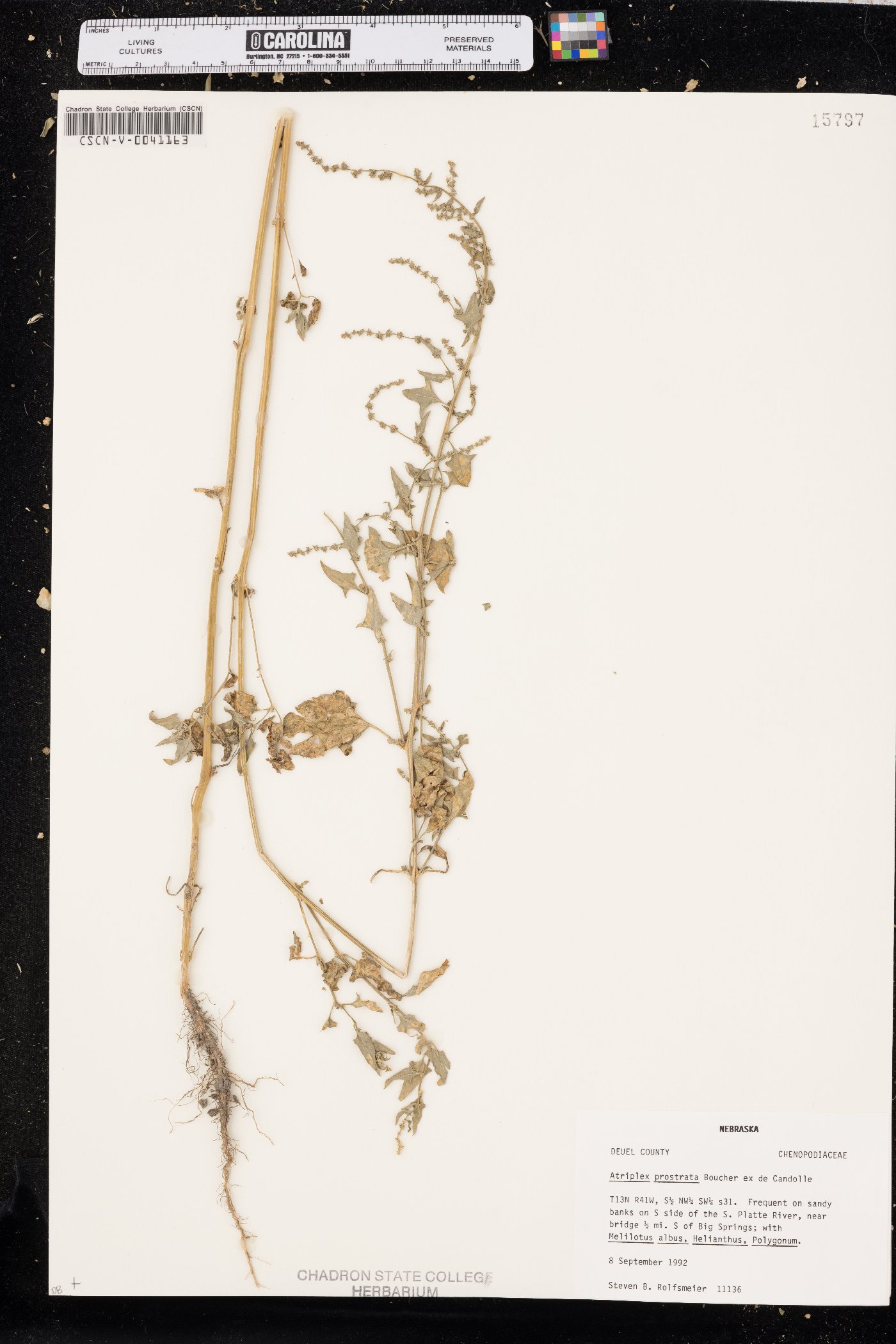 Atriplex prostrata image