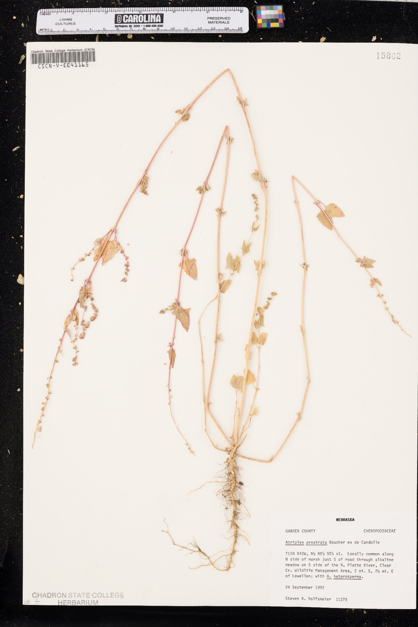 Atriplex prostrata image
