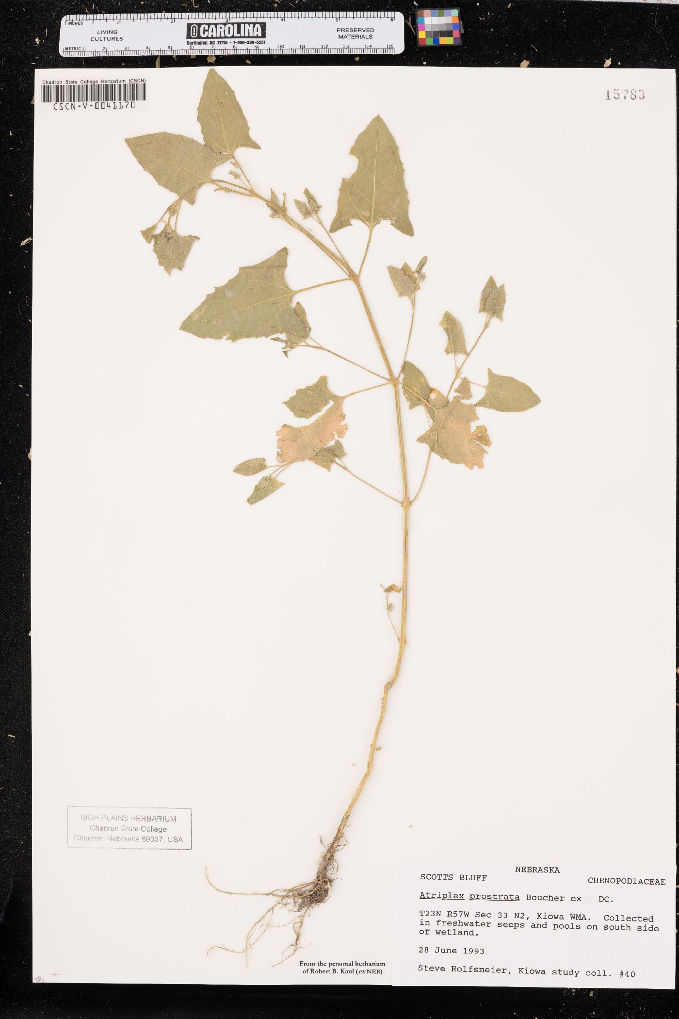 Atriplex prostrata image