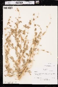 Atriplex rosea image