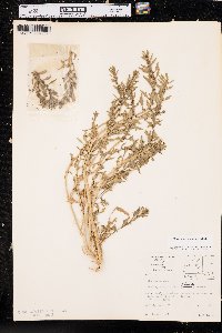 Blitum nuttallianum image