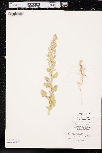 Chenopodium berlandieri image