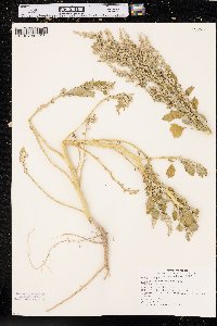 Chenopodium berlandieri image