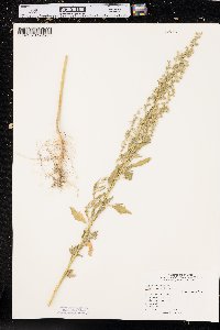 Chenopodium berlandieri image