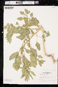 Chenopodium berlandieri image