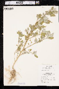 Chenopodium berlandieri image