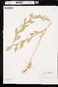 Chenopodium berlandieri image