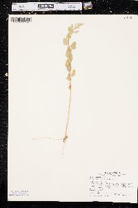 Chenopodium berlandieri image