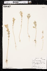 Chenopodium berlandieri image