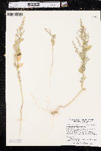 Chenopodium berlandieri image