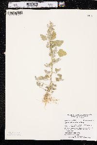 Chenopodium berlandieri image