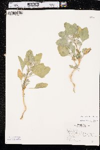 Chenopodium berlandieri image