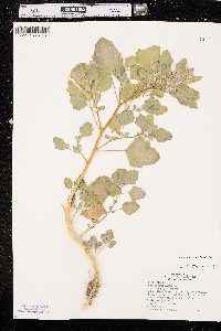 Chenopodium berlandieri image