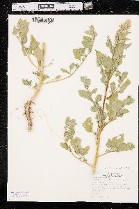 Chenopodium berlandieri image