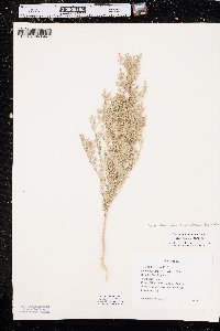 Chenopodium desiccatum image