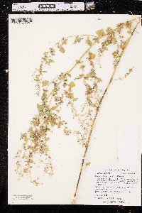 Chenopodium fremontii image