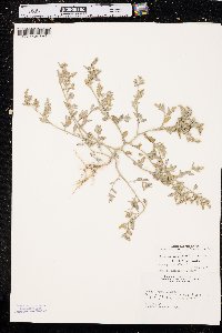 Chenopodium incanum image