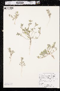 Chenopodium incanum image