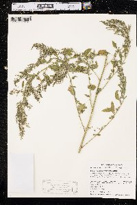 Chenopodium album var. missouriense image