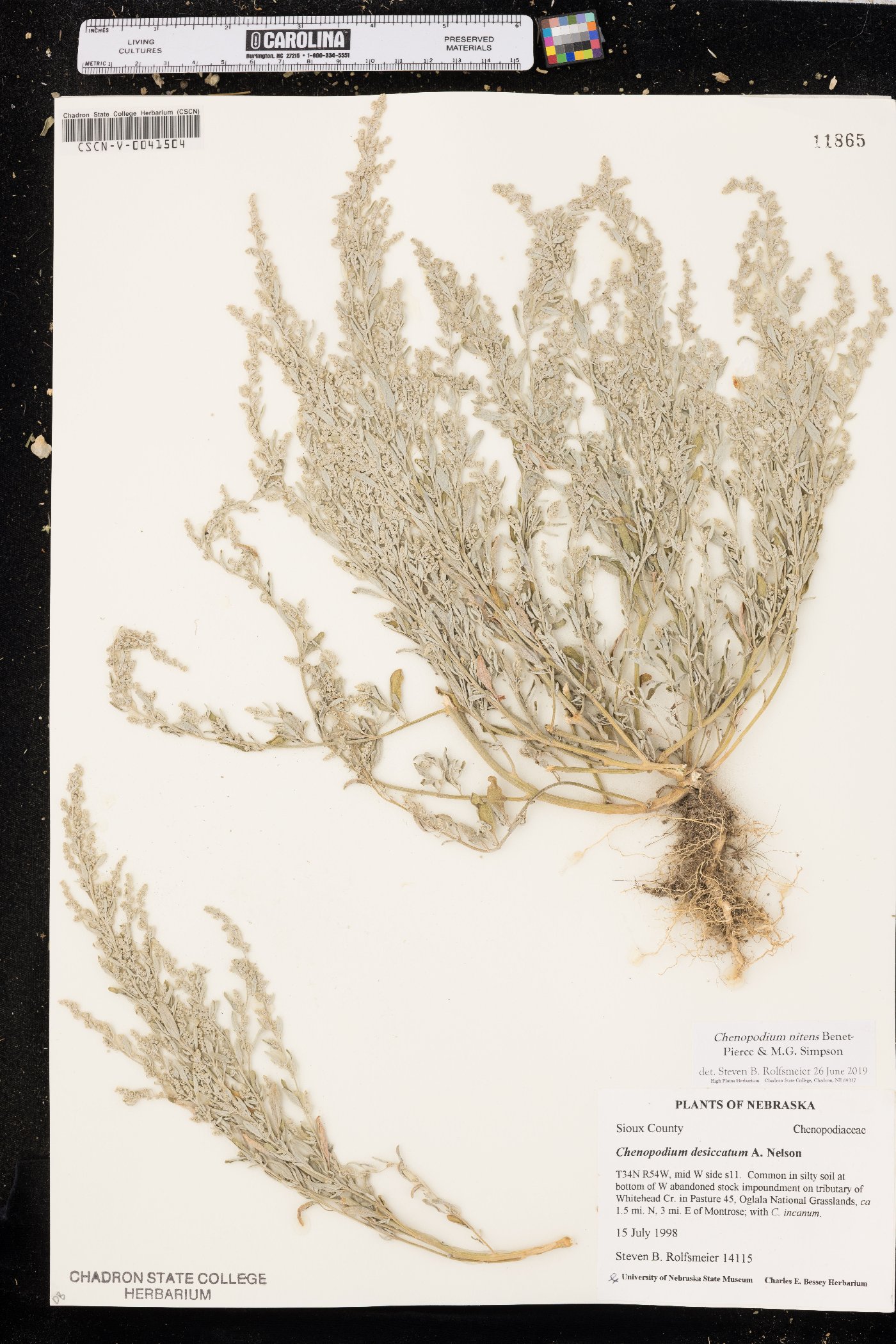 Chenopodium nitens image