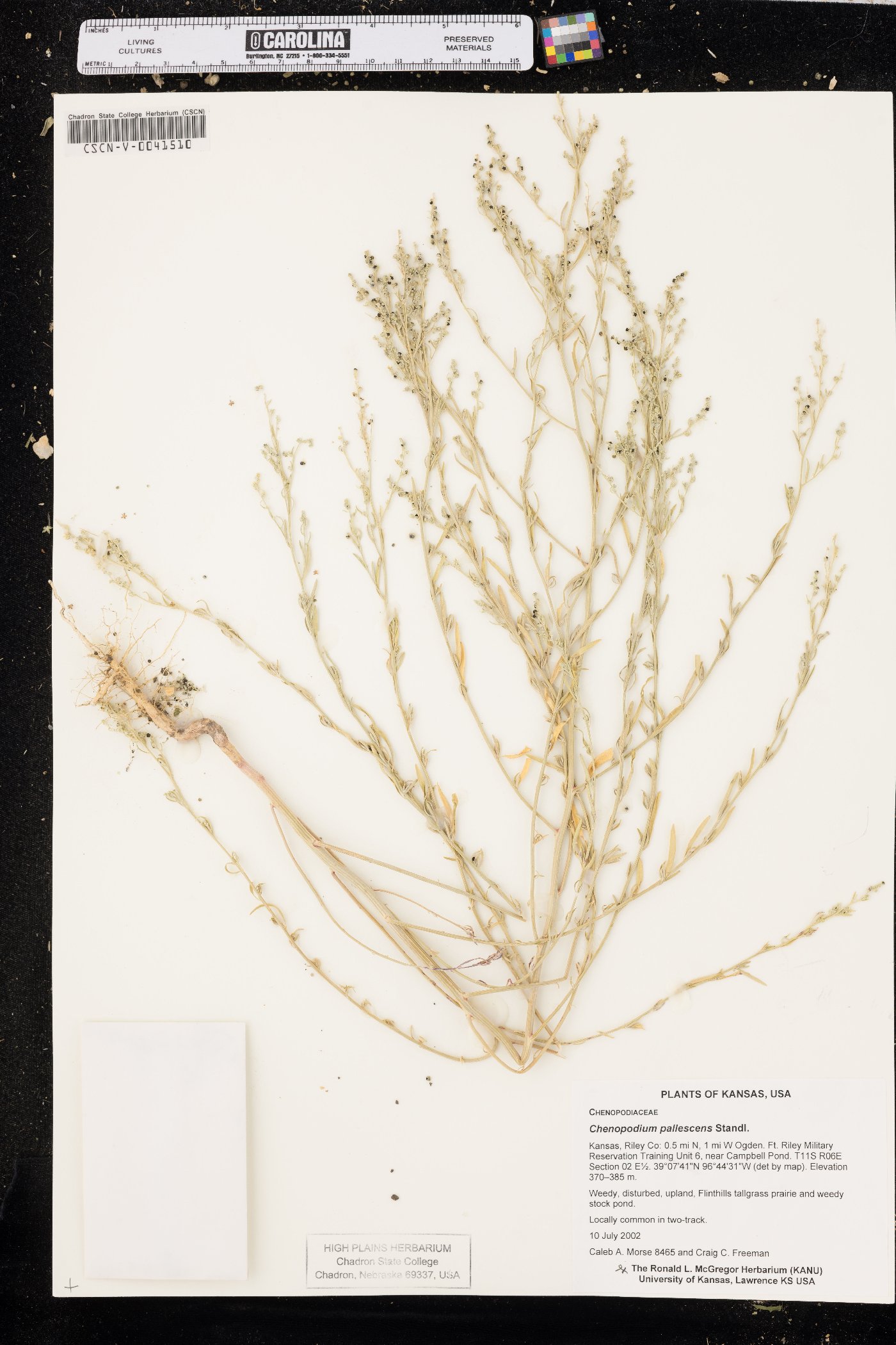 Chenopodium pallescens image