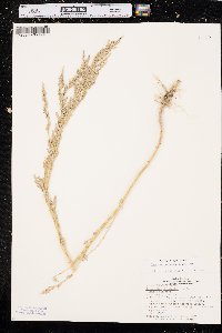 Chenopodium pratericola image