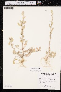 Chenopodium strictum image