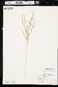 Chenopodium pratericola image