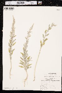 Chenopodium pratericola image