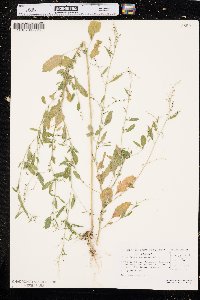 Chenopodium standleyanum image