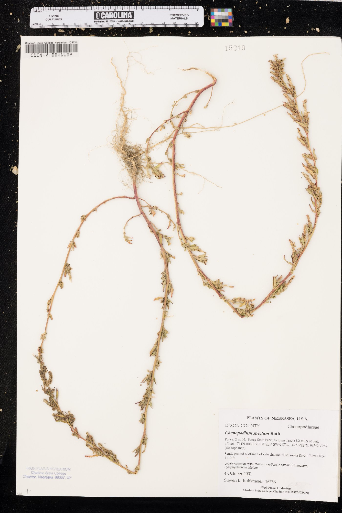 Chenopodium strictum image