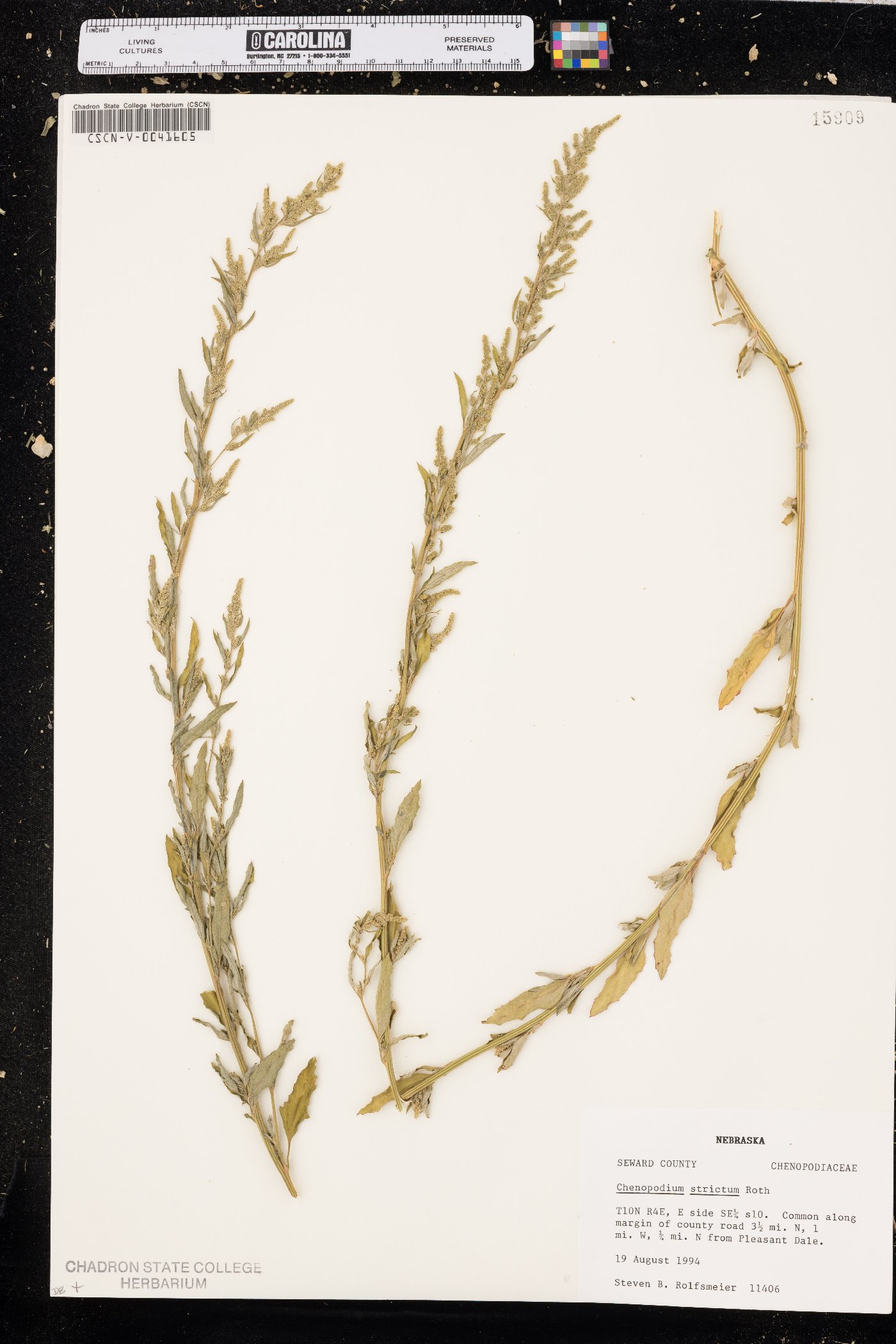 Chenopodium strictum image