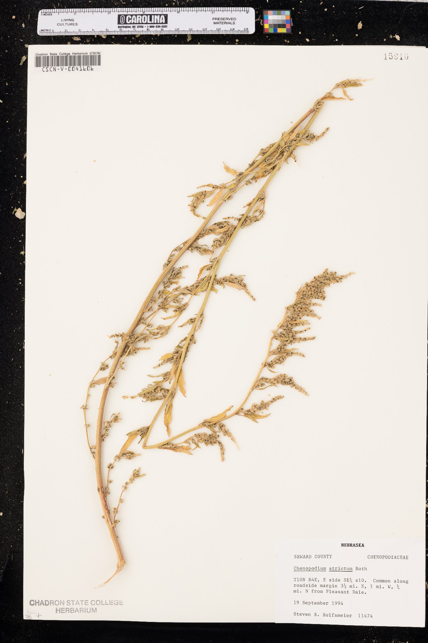 Chenopodium strictum image