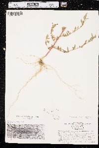 Chenopodium strictum image